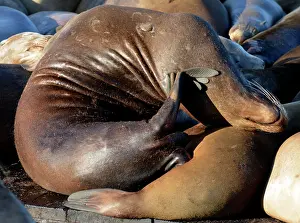 Shows: 80190085 California Sealion - Shows extreme flexibility