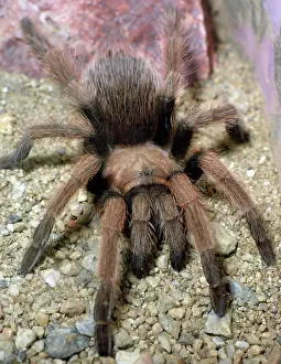 Spiders: 80190086 Desert Taratula western deserts USA. Aphonopelma