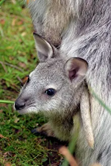 Wallaby: 80190088 Red-necked Wallaby - baby (nJoeyo) in