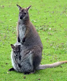 Wallaby: 80190089 Red-necked Wallaby - with baby (nJoeyo)