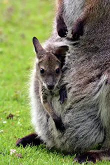 Wallaby: 80190090 Red-necked Wallaby - with baby (nJoeyo)