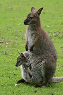 Wallaby: 80190091 Red-necked Wallaby - with baby (nJoeyo)