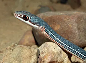 Masticophis: 80190092 Schott's Whipsnake Texas Masticophis schotti