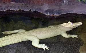 Varieties: 80190096 Alligator - endemic to the south eastern