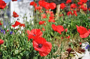 Crete: 80190100 Common Red Poppy - Poppies in Spring Crete