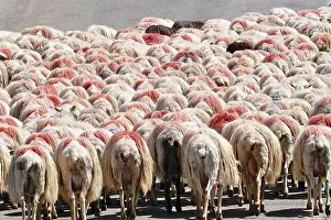 Robin Boswell: 80190101 Sheep - flock walking down road, rear view