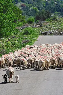 Robin Boswell: 80190102 Sheep - flock walking down road, rear view