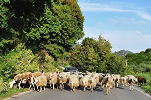 Blocking: 80190104 Sheep - herd walking down road blocking