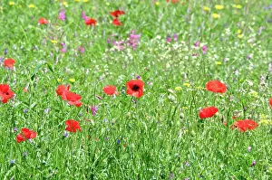 Including: 80190106 Mixed Wild Flowers - including Common Red