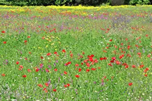 Including: 80190107 Mixed Wild Flowers - including Common Red