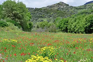 Including: 80190108 Mixed Wild Flowers - including Common Red