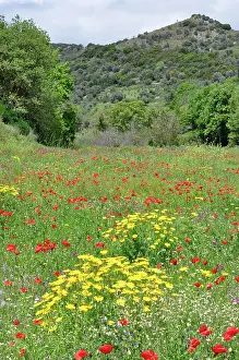 Including: 80190109 Mixed Wild Flowers - including Common Red