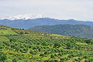 Olive: 80190111 Olive Trees - in grove - with snow-capped