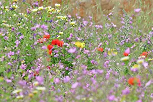 Including: 80190114 Mixed Wild Flowers - including Common Red