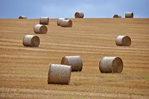 Bales: 80190115 Straw / Hay Bales - in farm field Brecon