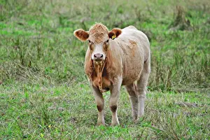 Beacons: 80190116 Cattle - cow in field Brecon Beacons, Wales