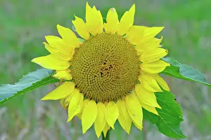 Beacons: 80190117 Common Sunflower Brecon Beacons, Wales
