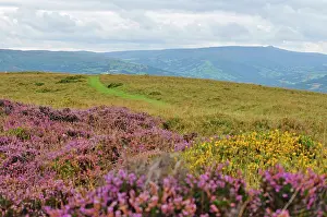 Beacons: 80190118 Heather - on hills Brecon Beacons, Wales