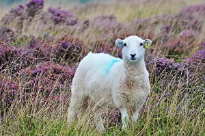 Beacons: 80190119 Sheep - amongst heather Brecon Beacons