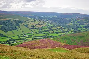 Beacons: 80190121 Heather - on hills Brecon Beacons, Wales