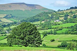 Hedges: 80190123 Fields - on hills with thick hedges Brecon