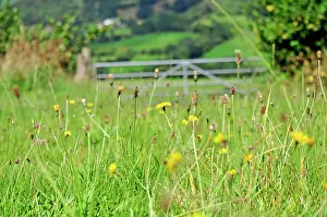 Robin Boswell: 80190124 Mixed Wild Flowers - in farm field with
