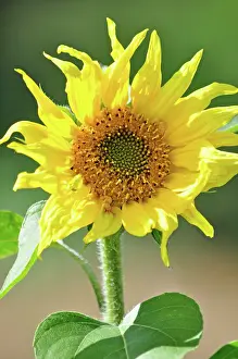 Beacons: 80190126 Common Sunflower Brecon Beacons, Wales