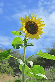 Beacons: 80190127 Common Sunflower Brecon Beacons, Wales