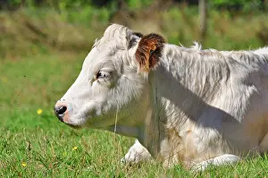 Beacons: 80190128 Cattle - cow in field Brecon Beacons, Wales
