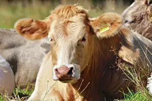 Beacons: 80190129 Cattle - cow in field Brecon Beacons, Wales