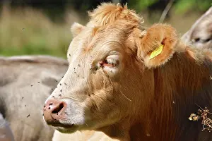 Beacons: 80190130 Cattle - cow in field Brecon Beacons, Wales