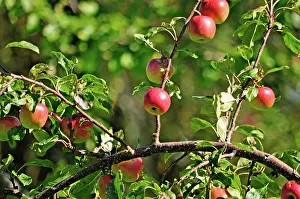 Beacons: 80190131 Red Apples - growing on tree Brecon Beacons
