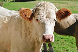 Beacons: 80190132 Cattle - cow in field Brecon Beacons, Wales