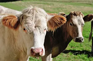 Beacons: 80190133 Cattle - cow in field Brecon Beacons