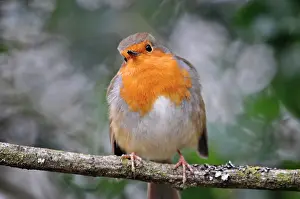 Sussex: 80190139 Robin - winter Sussex, UK Erithacus rubecula