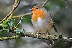 Sussex: 80190140 Robin - winter Sussex, UK Erithacus rubecula