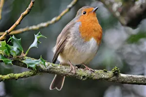 Sussex: 80190141 Robin - winter Sussex, UK Erithacus rubecula
