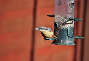 Robin Boswell: 80190143 Nuthatch - feeding from garden bird feeder