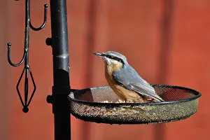 Robin Boswell: 80190145 Nuthatch - feeding from garden bird feeder