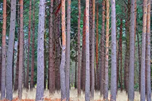 Rows: 80190146 Scots Pine Trees - rows of tree trunks
