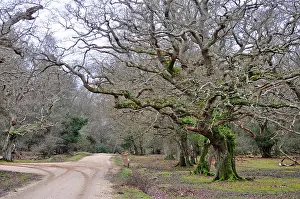 Robin Boswell: 80190147 Oak Trees - along woodland track New Forest