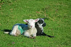 Lambs: 80190154 Lambs - white and black sheep lying down