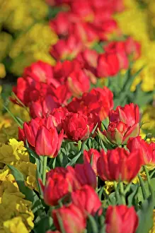 London: 80190156 Red Tulips London, UK Robin Boswell All