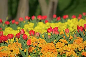 London: 80190157 Red Tulips London, UK Robin Boswell All