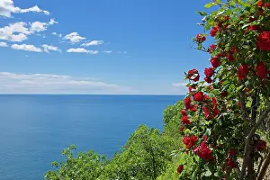 Roses: 80190159 Seascape - scenic view of sea and Red Roses