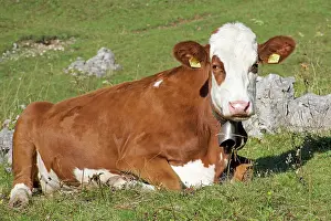 Bell: 80190168 Cow - with cow bell - Mountain Cattle The