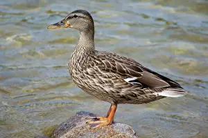 Robin Boswell: 80190171 Mallard - female standing on rock France