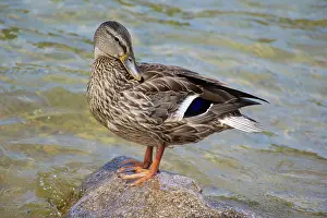 Preening: 80190172 Mallard - female standing on rock preening