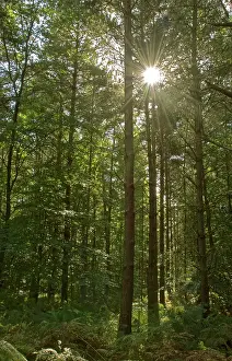 Surrey: 80190173 Sunlight - through trees in forest Surrey