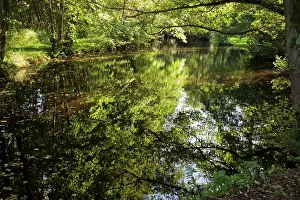 Surrey: 80190174 Trees - reflected in river Surrey, UK Robin